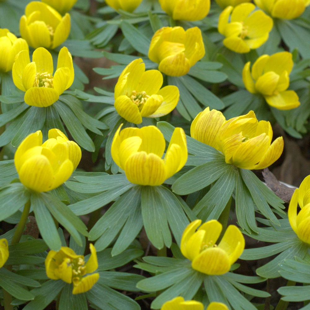 Eranthis Hyemalis -MASTER-