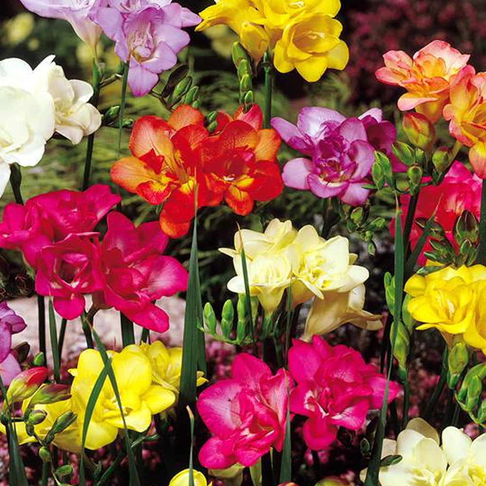 Freesia Double Mixed -MASTER-