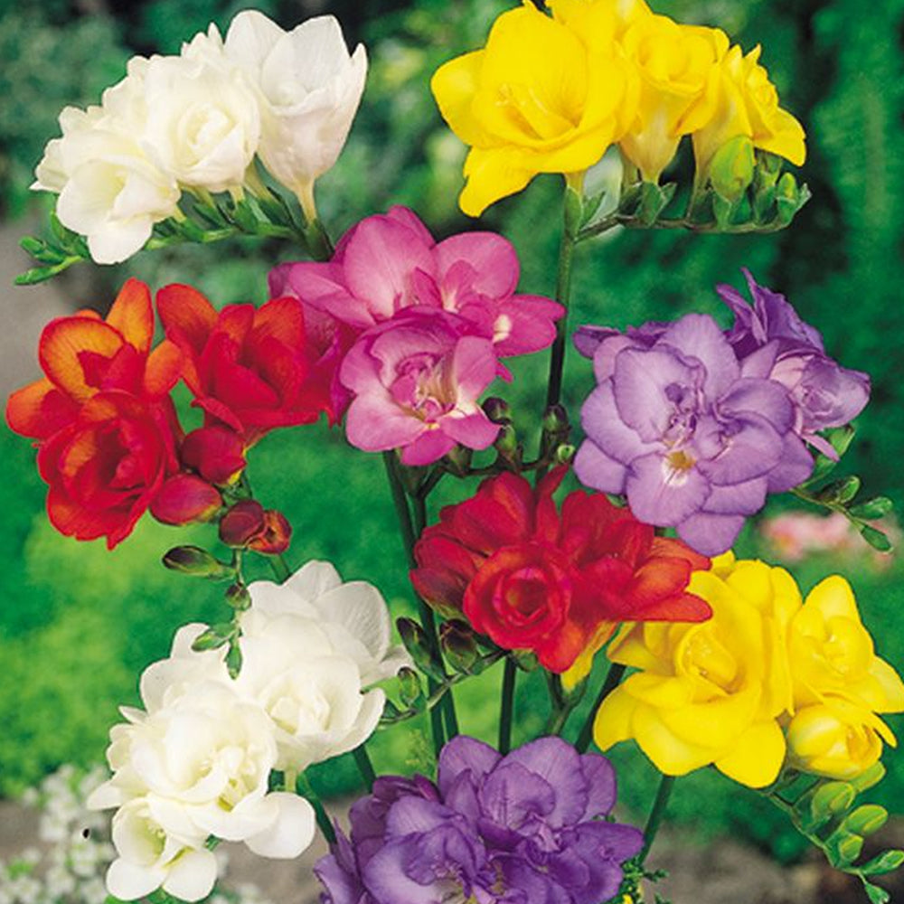 Freesia Double Mixed -MASTER-