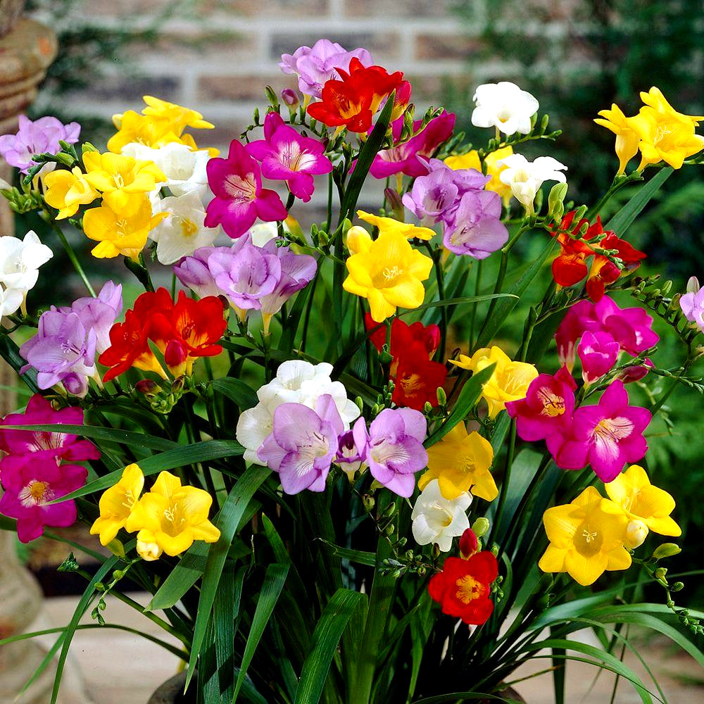 Freesia Single Mixed -MASTER-