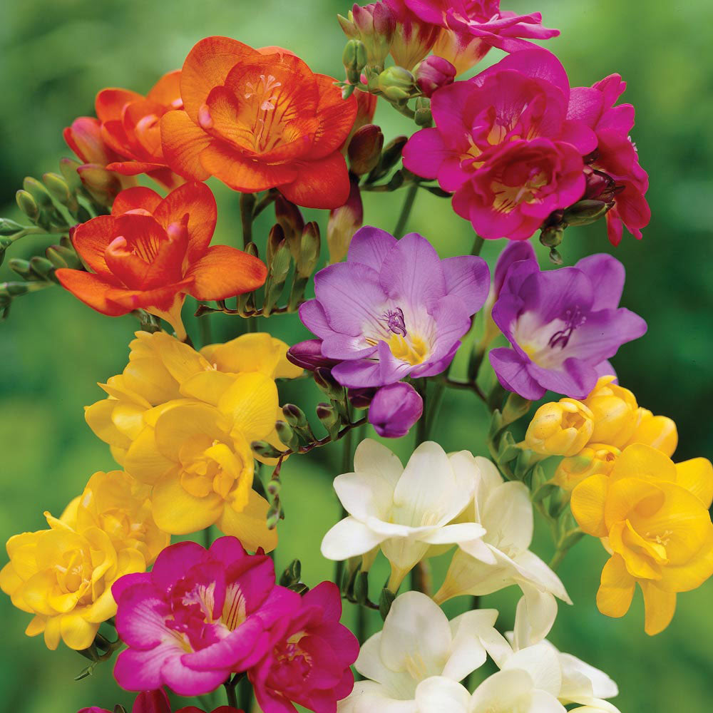 Freesia Single Mixed -MASTER-