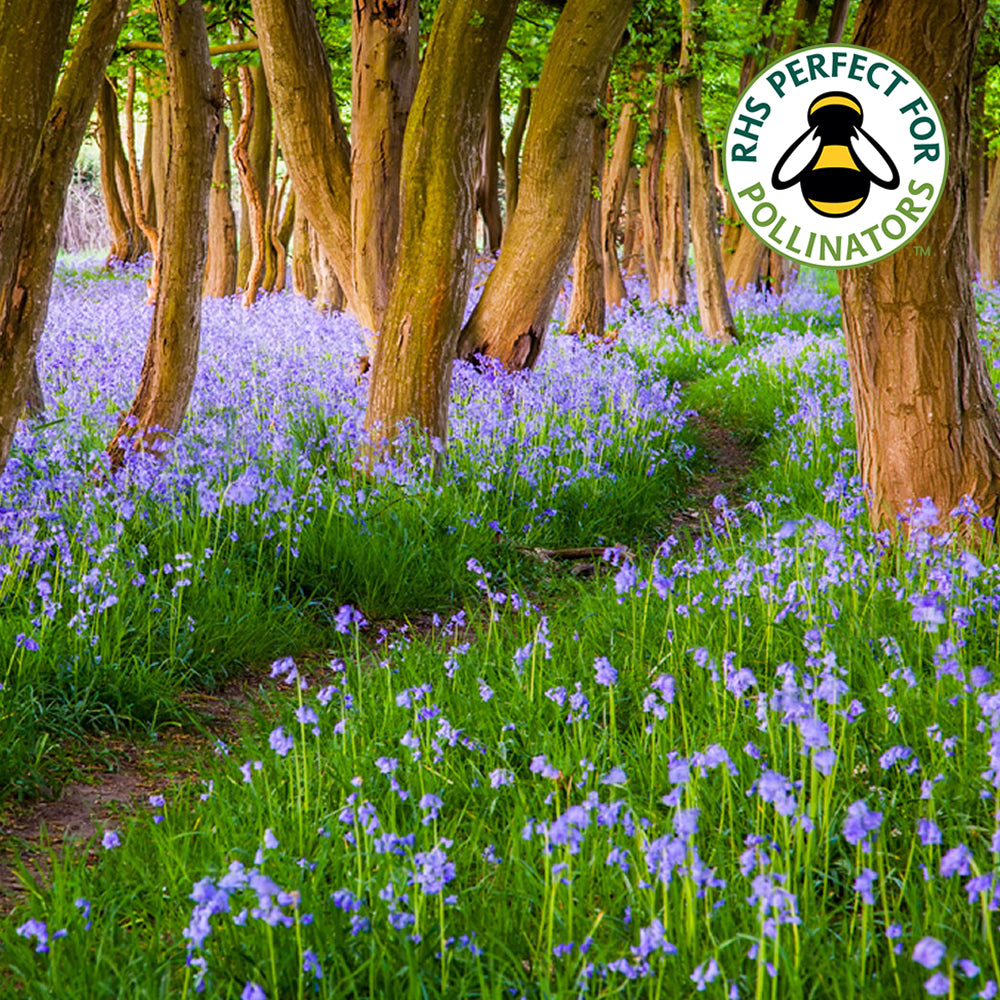 Hyacinthoides Non Scripta -MASTER-