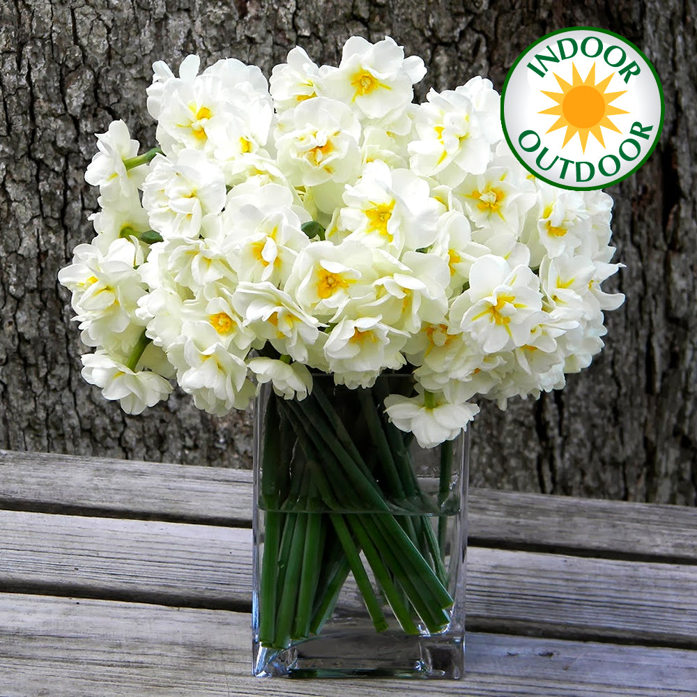 Narcissus Bridal Crown -MASTER-