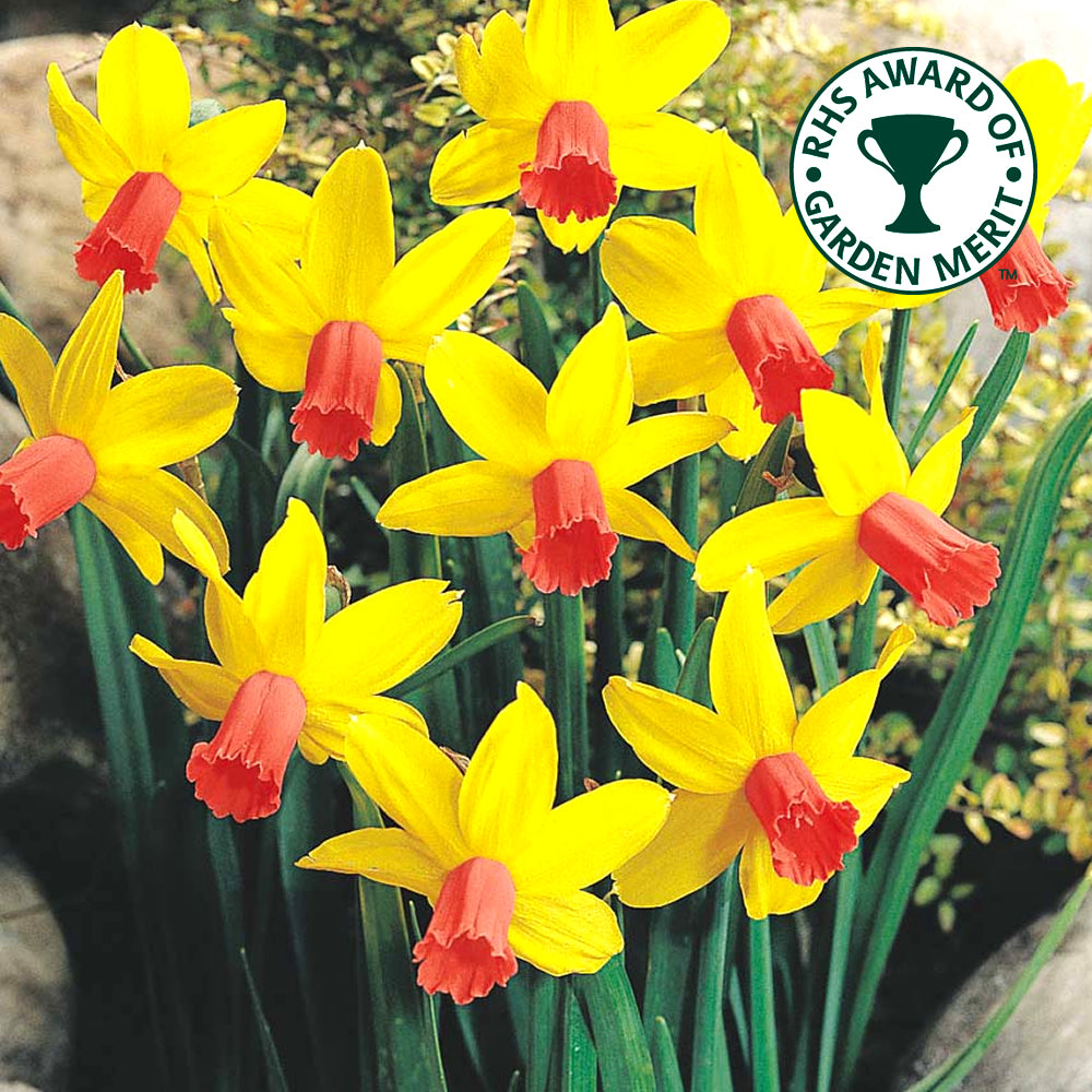 Narcissus Jetfire -MASTER-