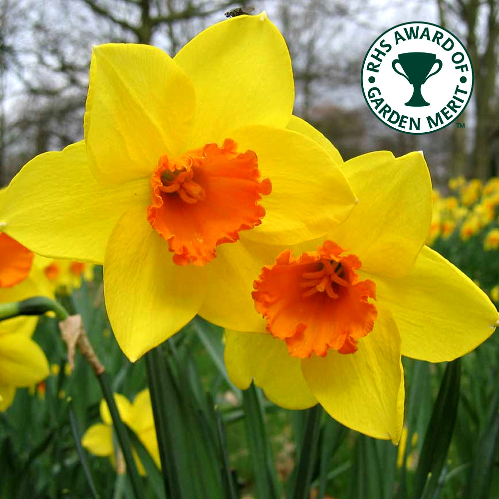 Narcissus Jetfire -MASTER-