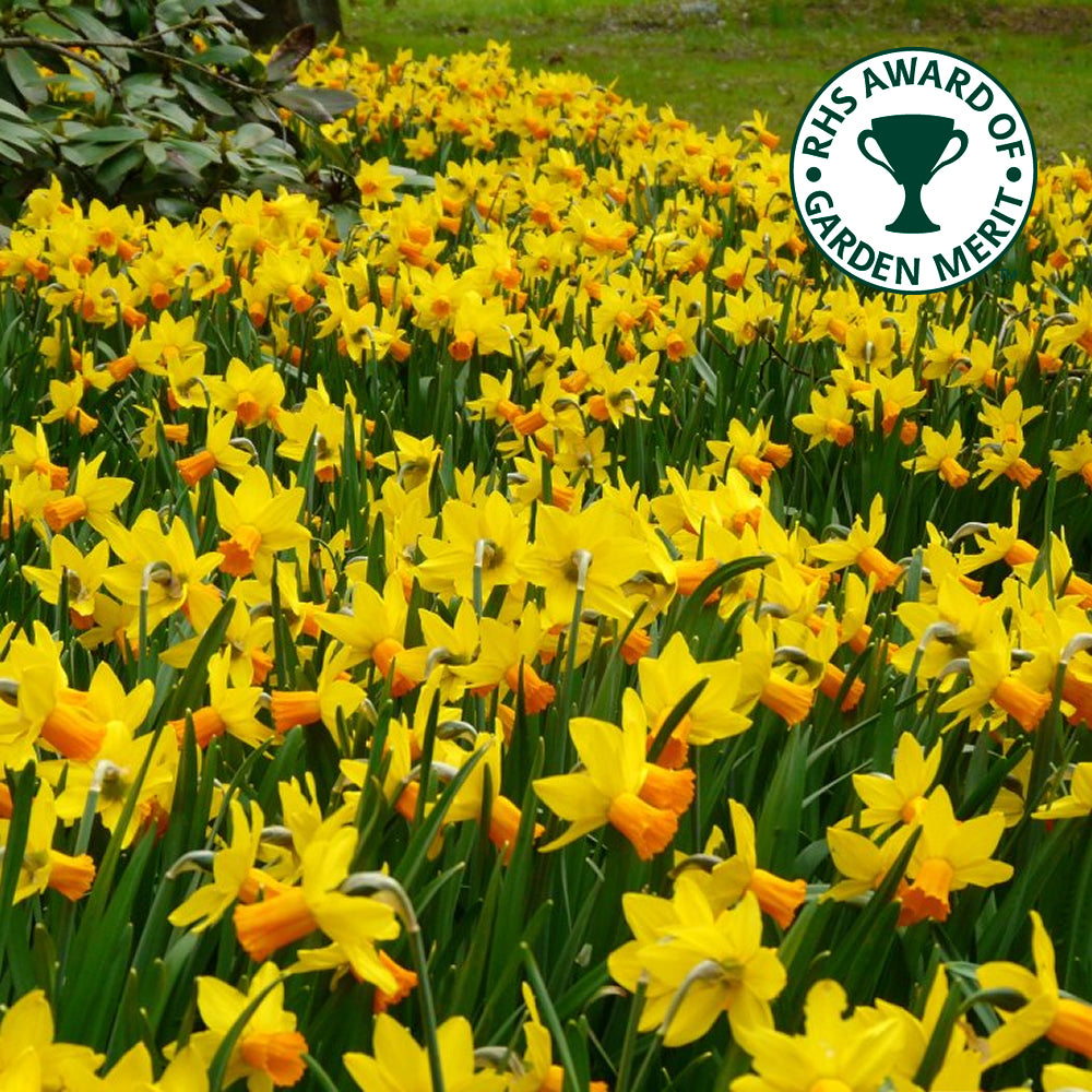 Narcissus Jetfire -MASTER-