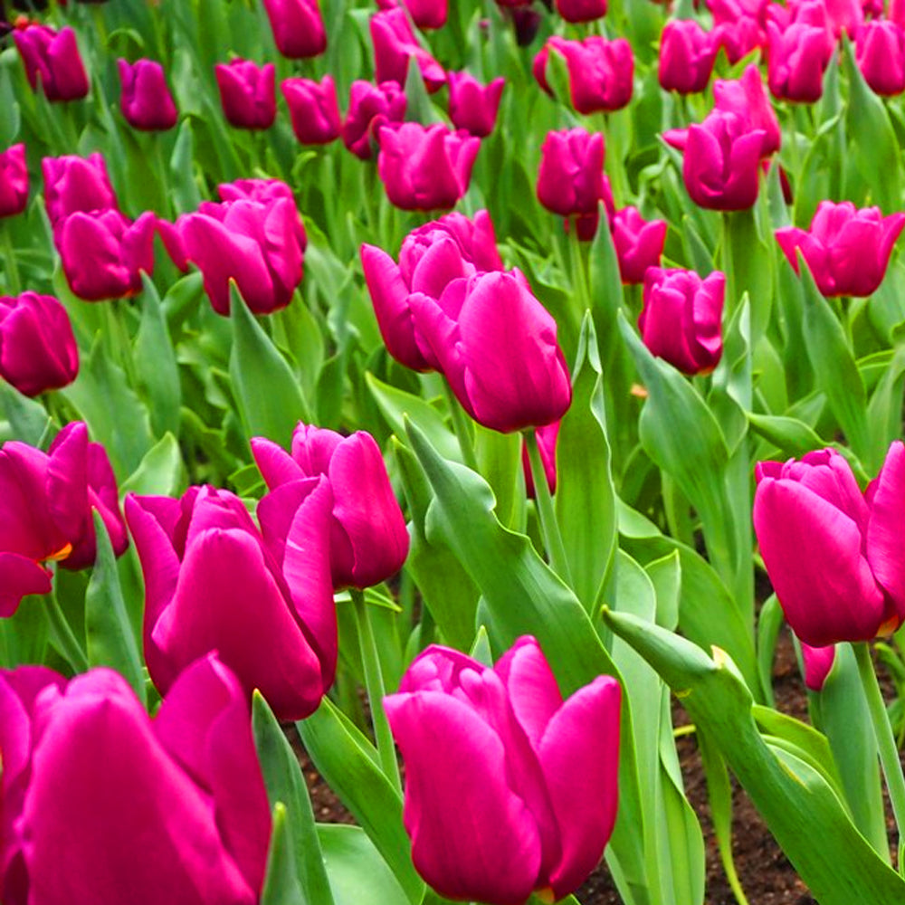 Passionale Tulip -MASTER-