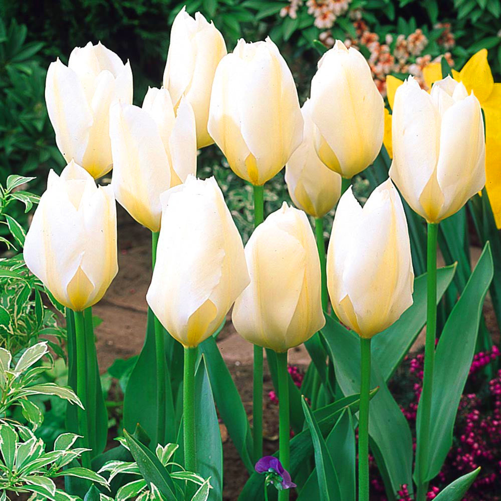 Tulip Purissima -MASTER-