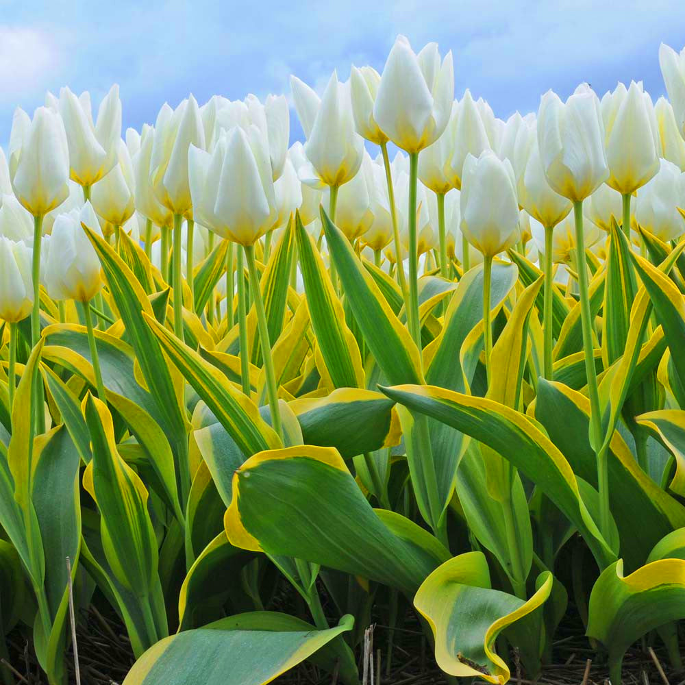 Tulip Purissima -MASTER-