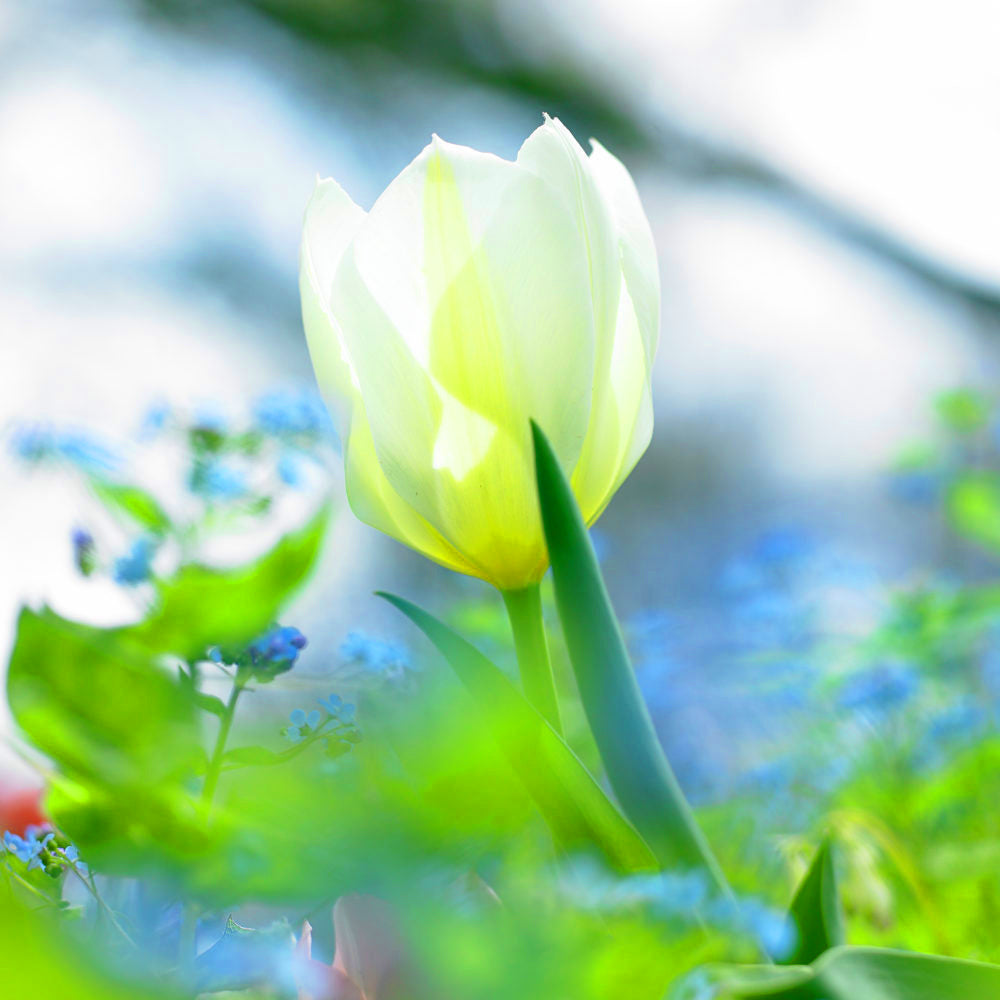 Tulip Purissima -MASTER-