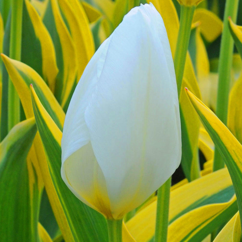 Tulip Purissima -MASTER-