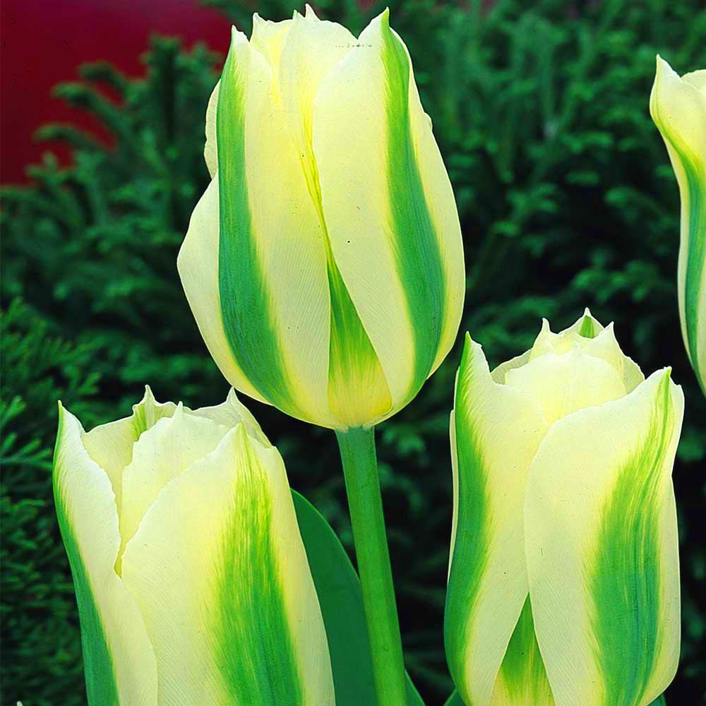 Tulip Spring Green -MASTER-