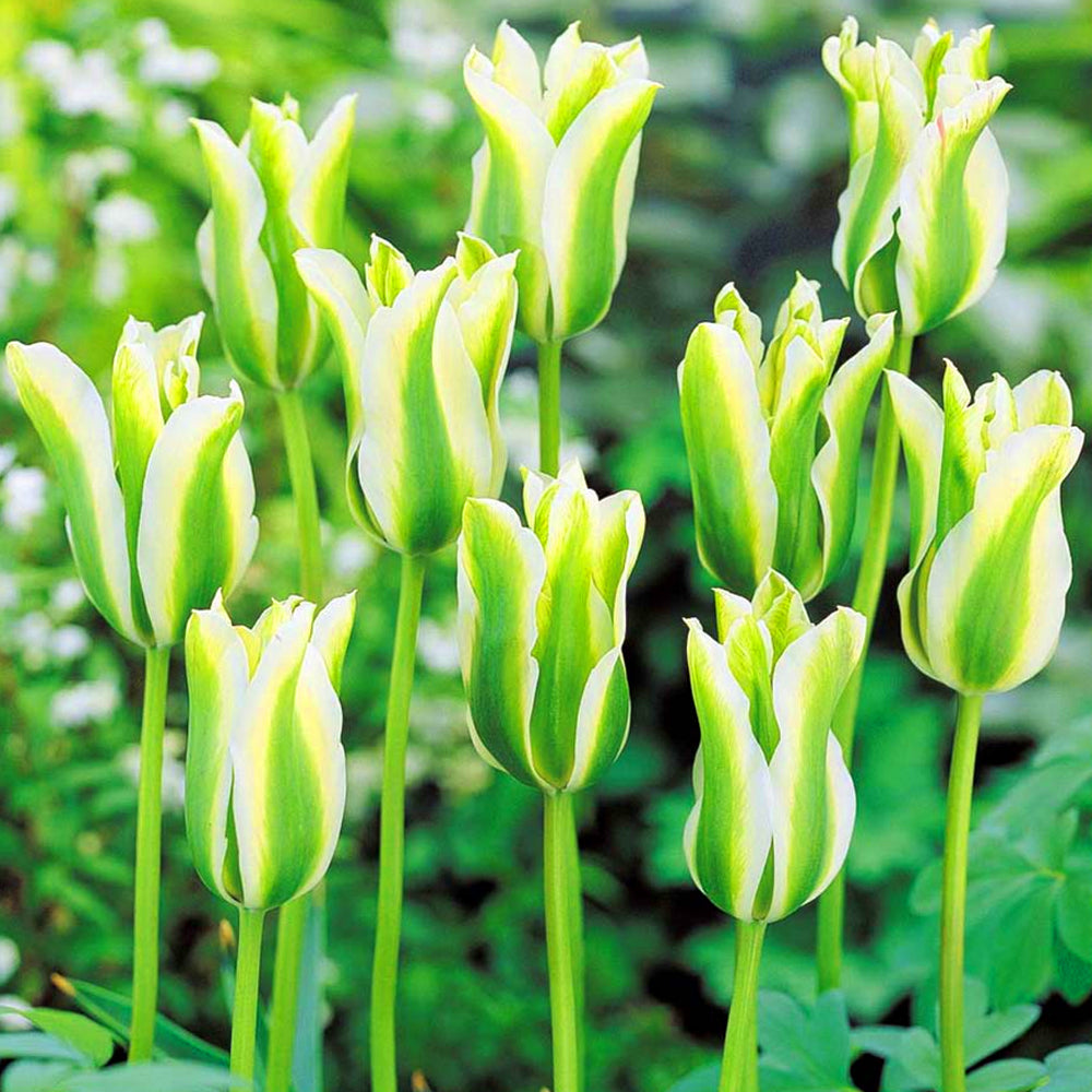 Tulip Spring Green -MASTER-