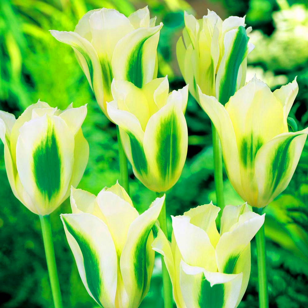 Tulip Spring Green -MASTER-