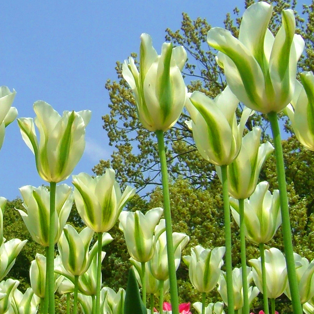Tulip Spring Green -MASTER-