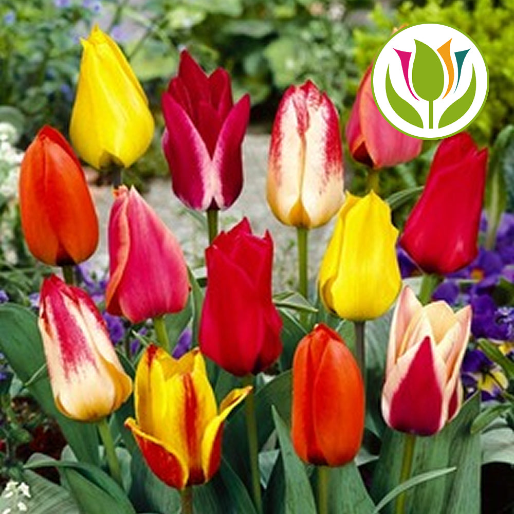 Tulip Dwarf Mixed -MASTER-