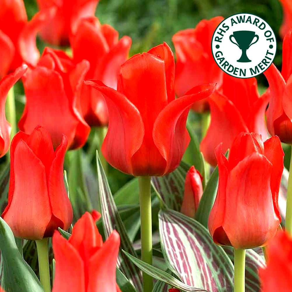 Tulip Red Riding Hood -MASTER-