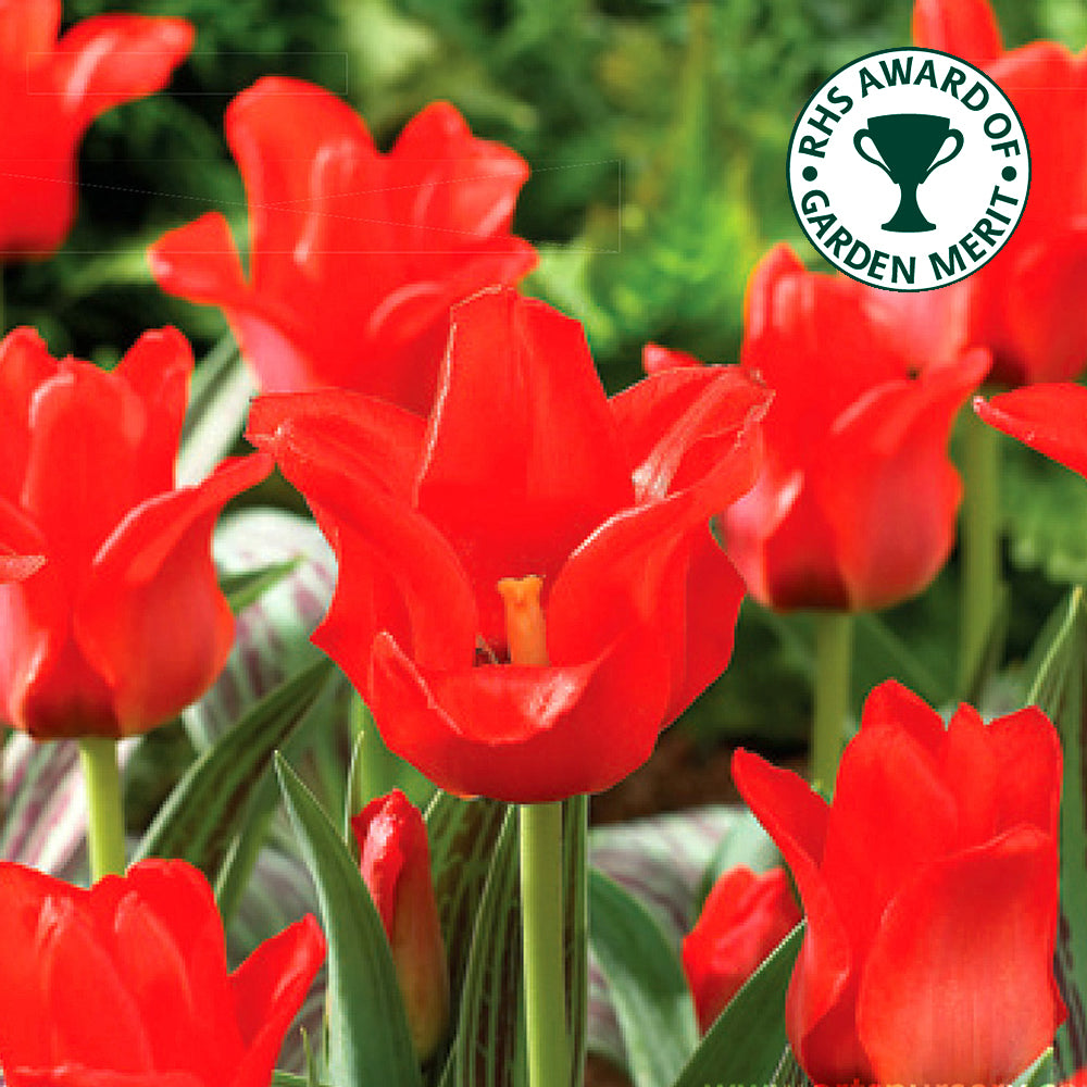 Tulip Red Riding Hood -MASTER-