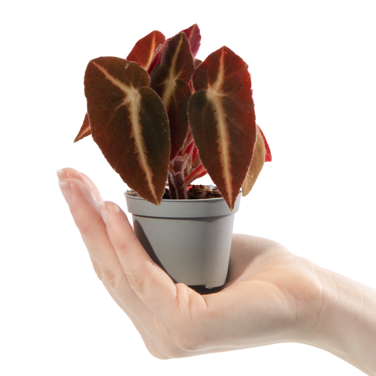 Baby Plants - Begonia Rex Listada