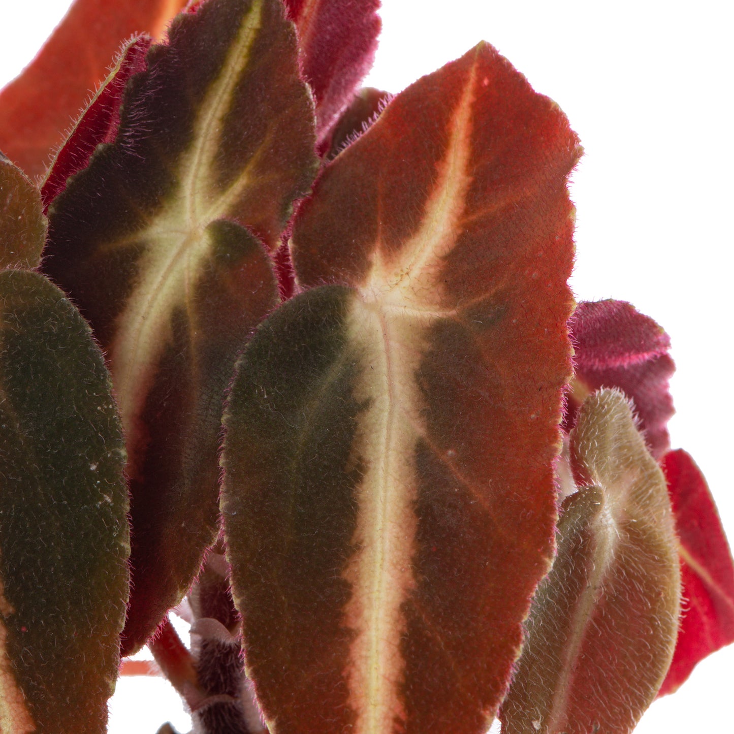 Baby Plants - Begonia Rex Listada