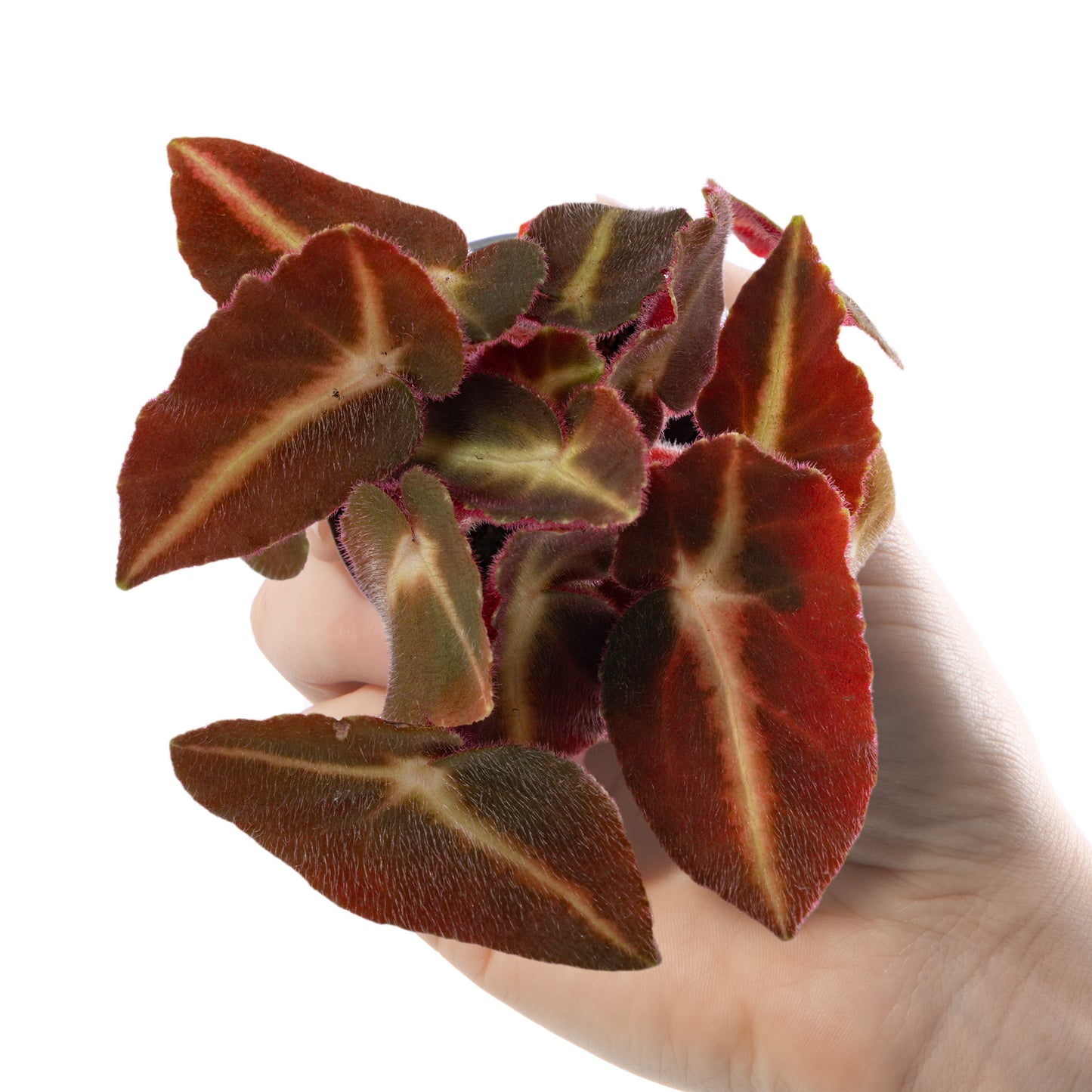 Baby Plants - Begonia Rex Listada