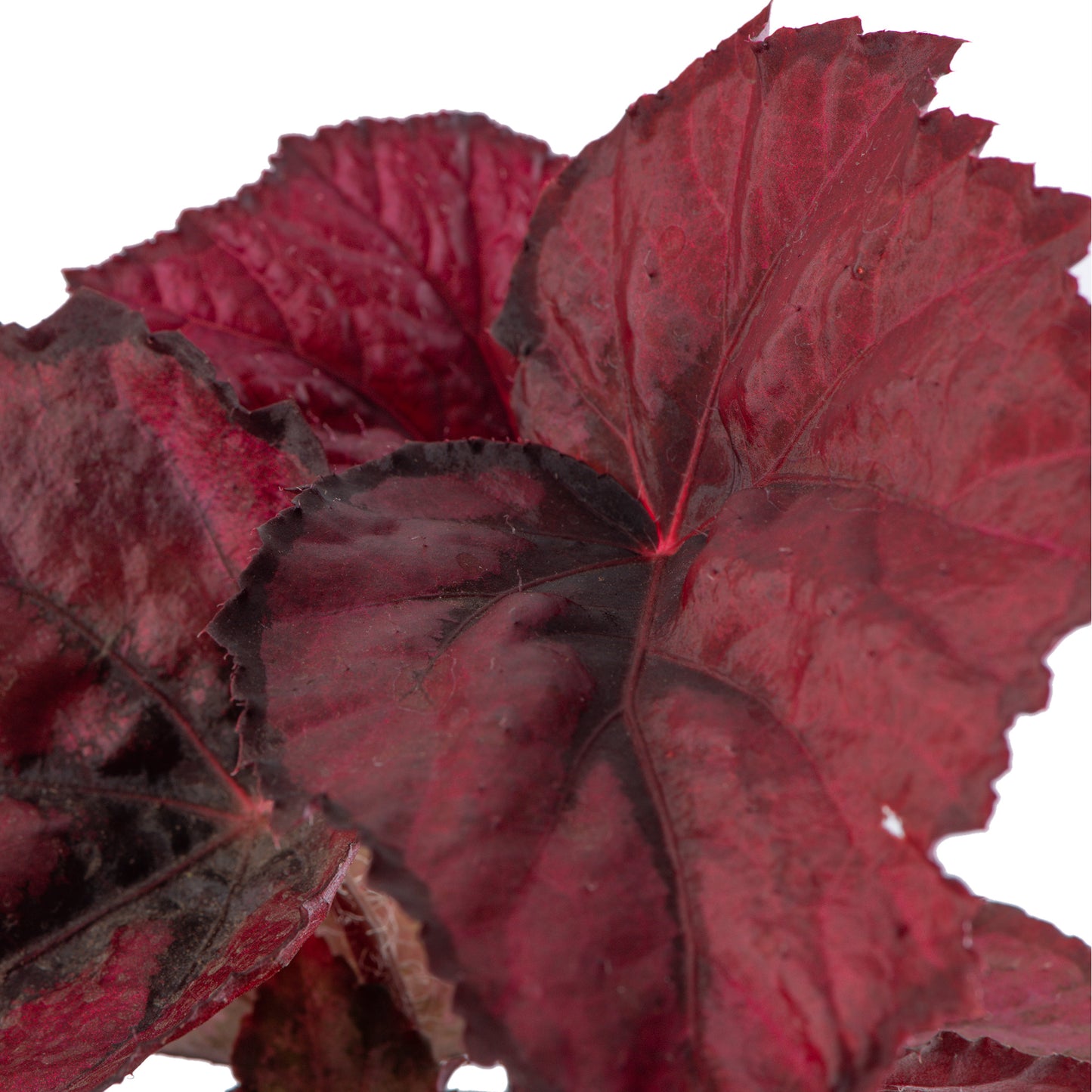 Baby Plants - Begonia Rex Red Heart