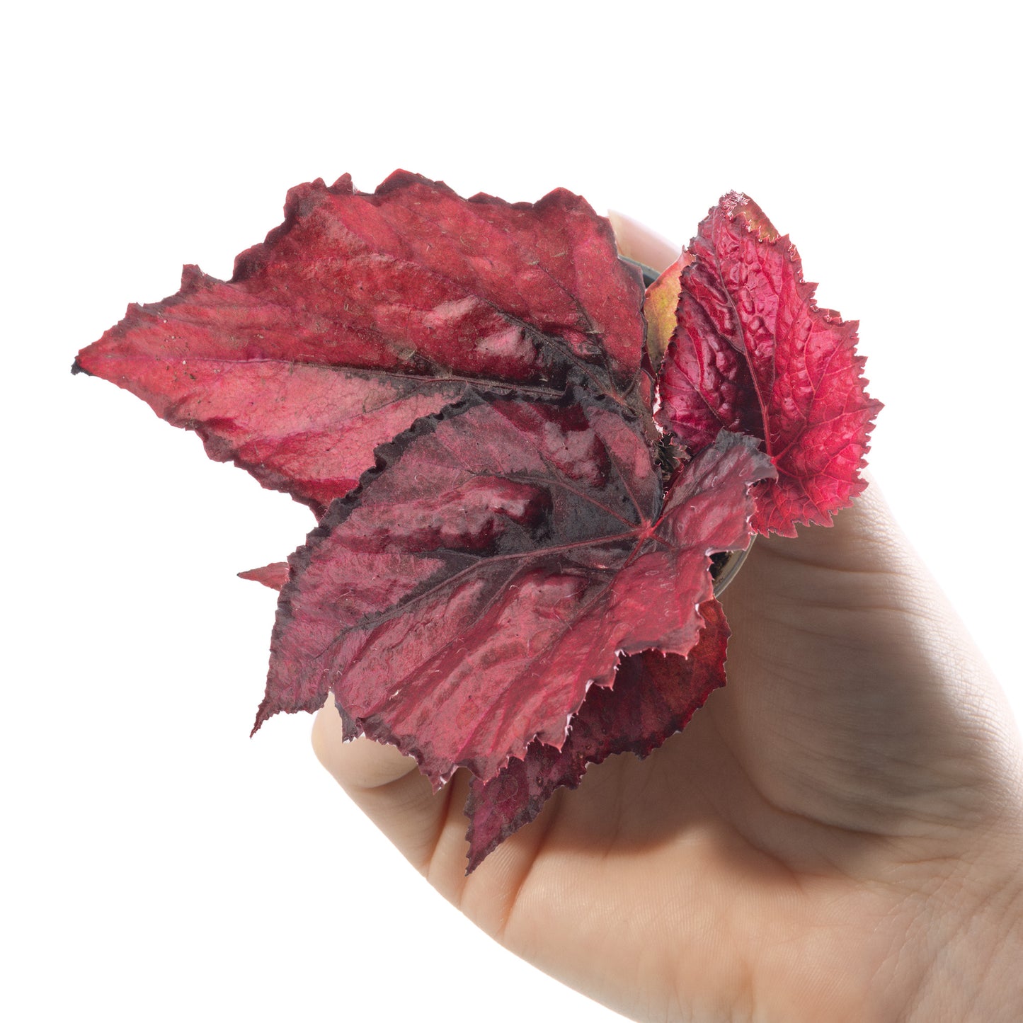 Baby Plants - Begonia Rex Red Heart