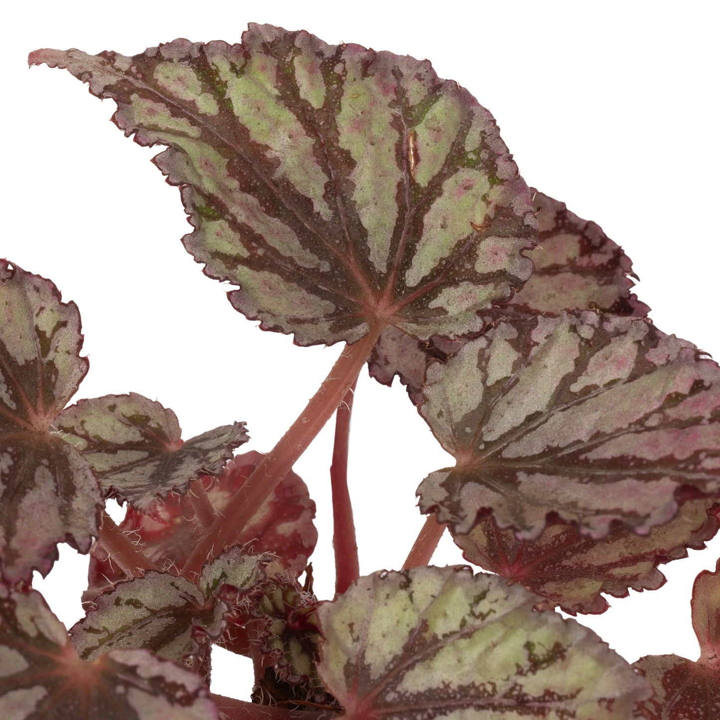 Baby Plants - Begonia Rex Dew Drop