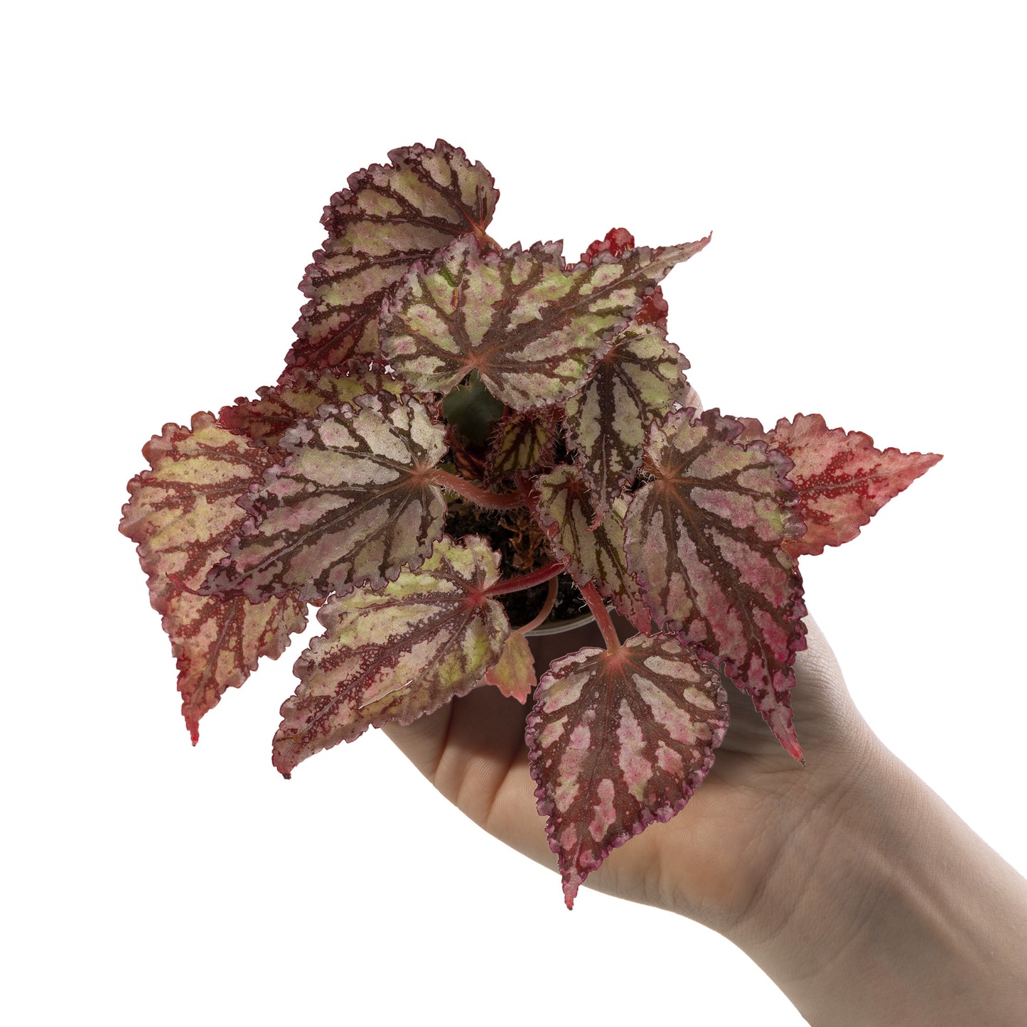 Baby Plants - Begonia Rex Dew Drop