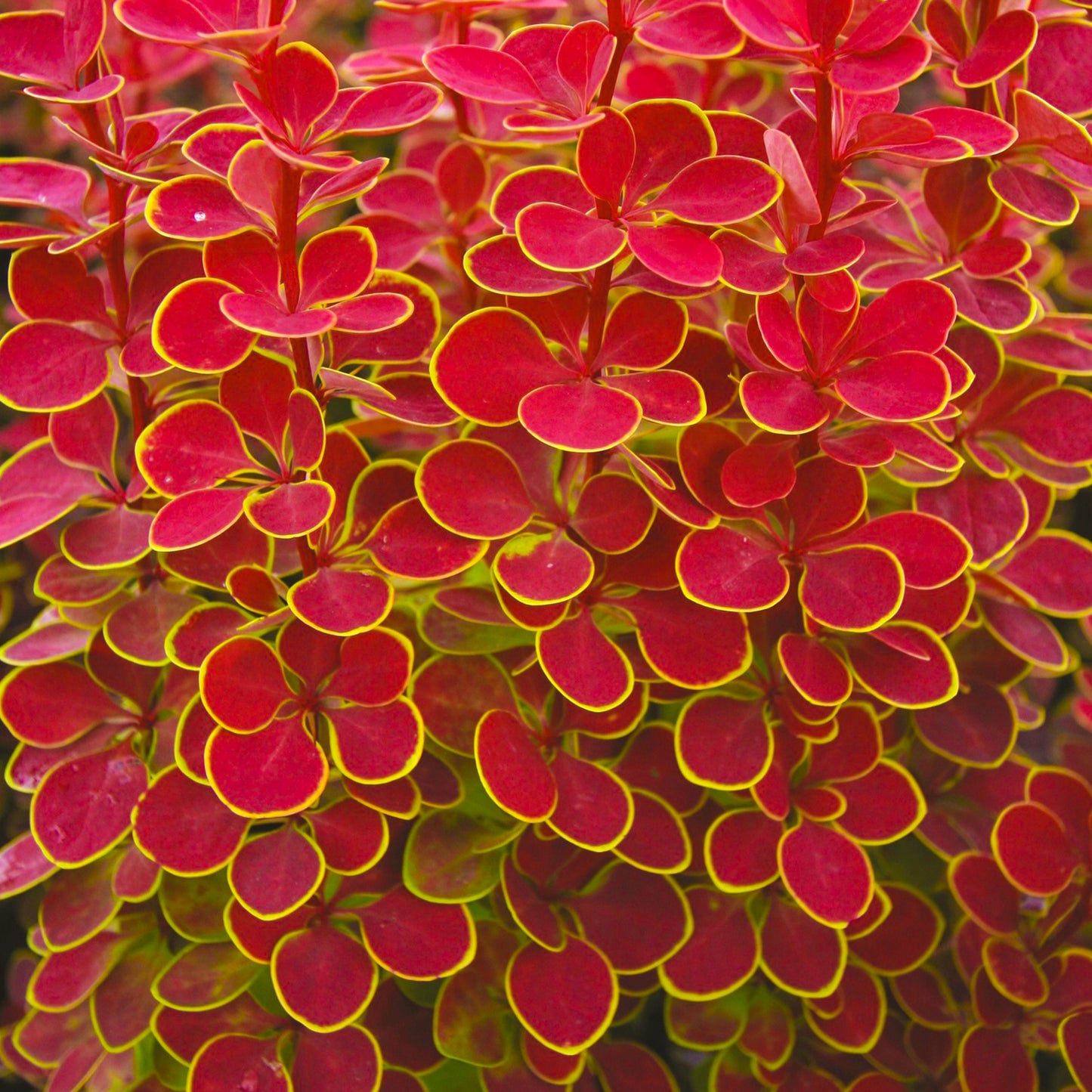 9cm pot (15-25cm)