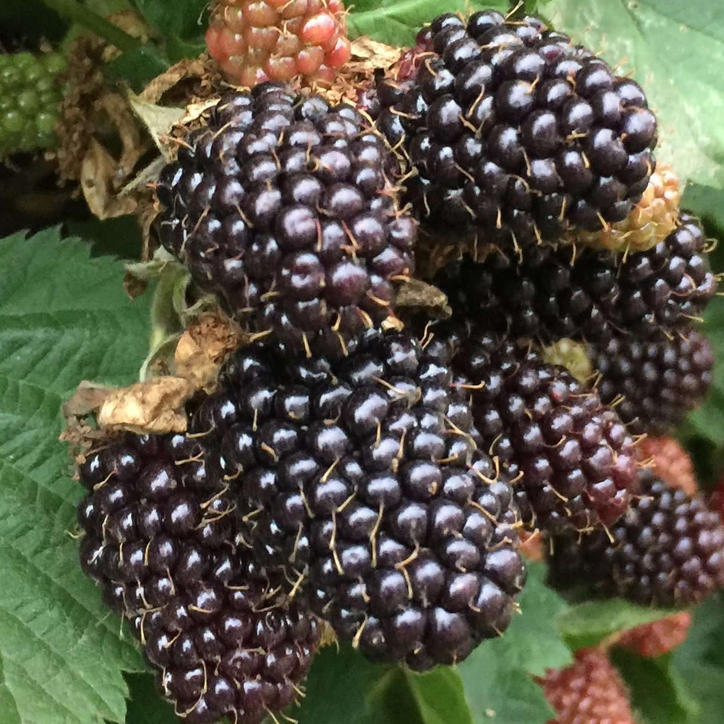 Blackberry Bedford Giant
