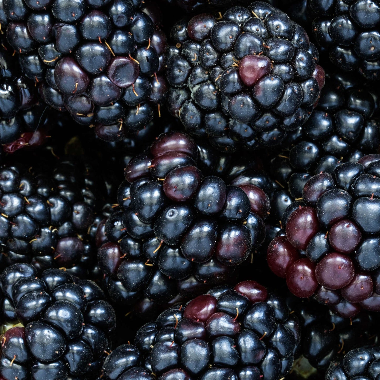 Blackberry Bedford Giant