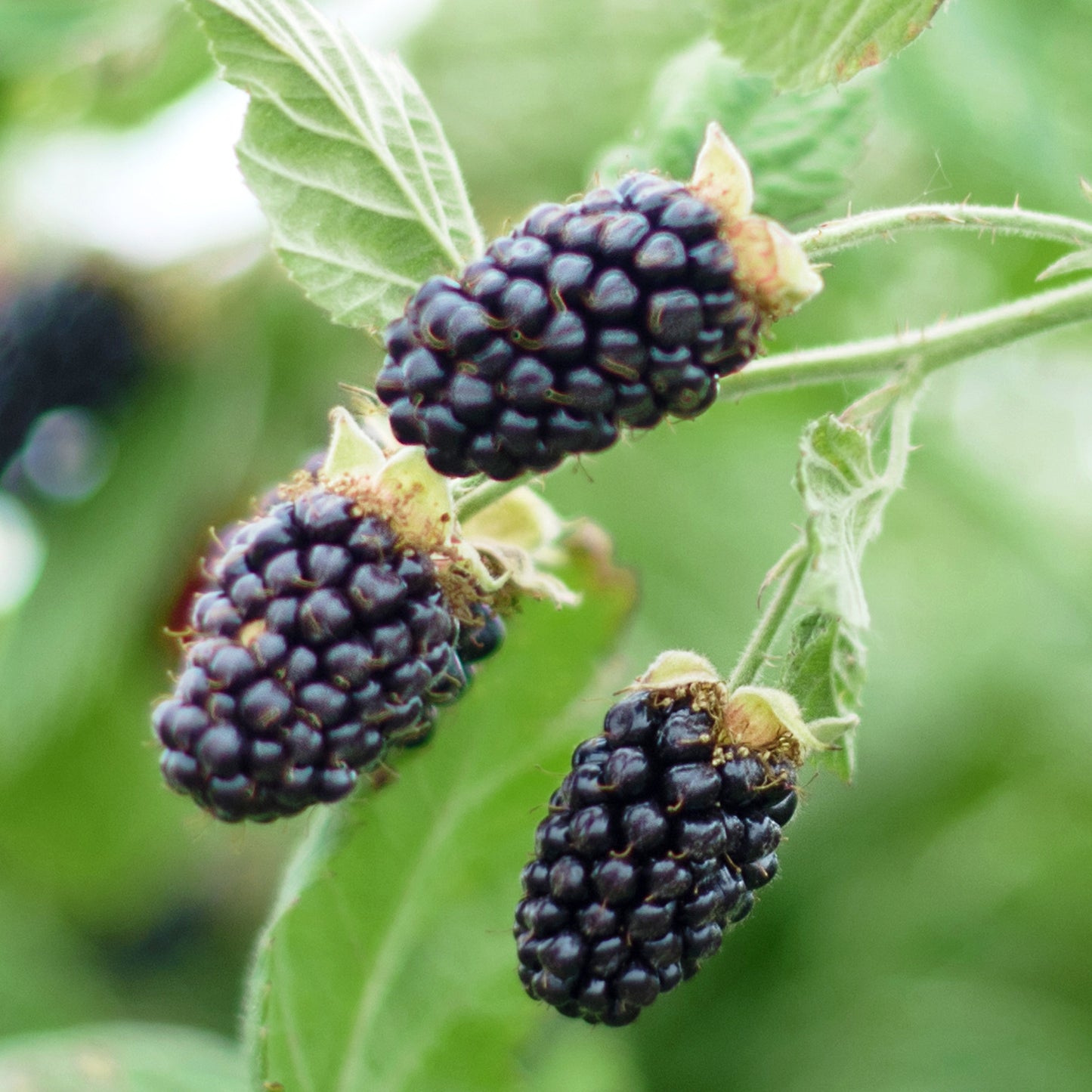 Blackberry Oregon