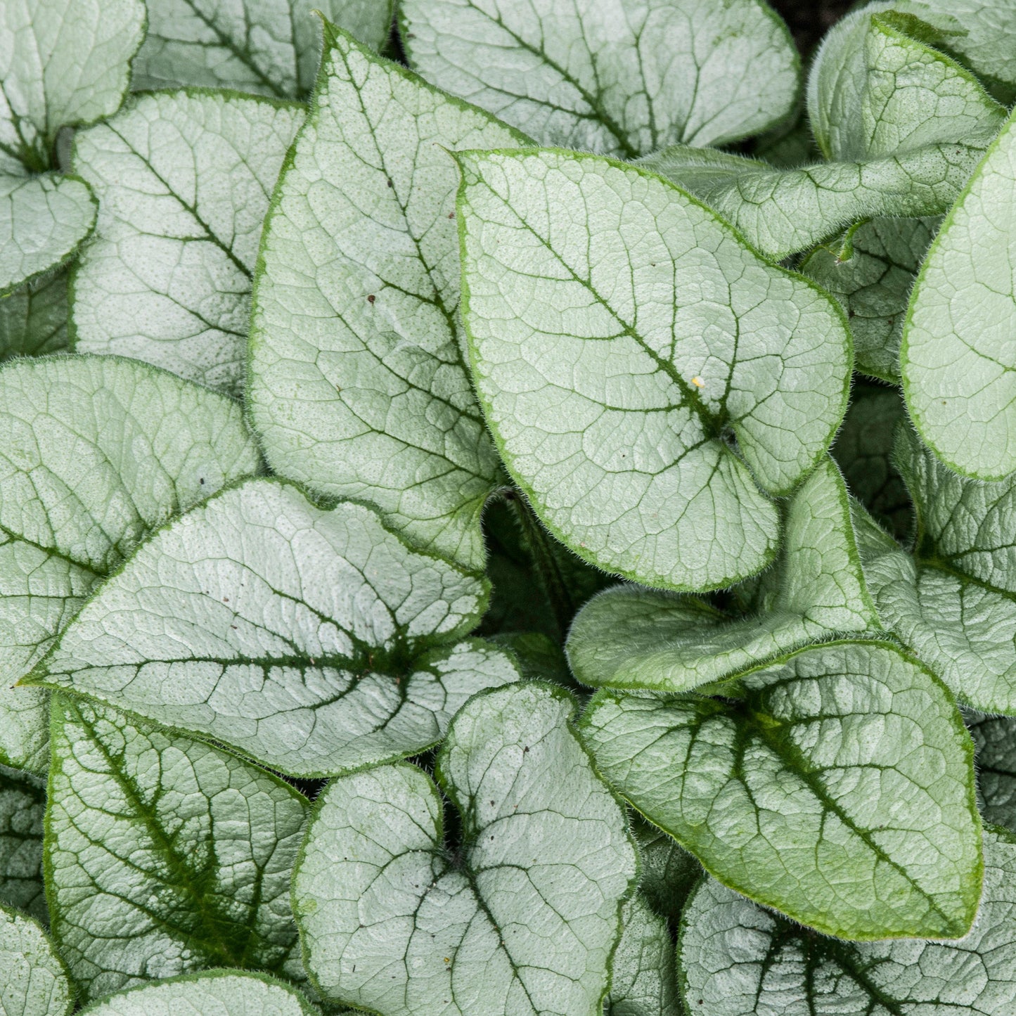 Brunnera Looking Glass