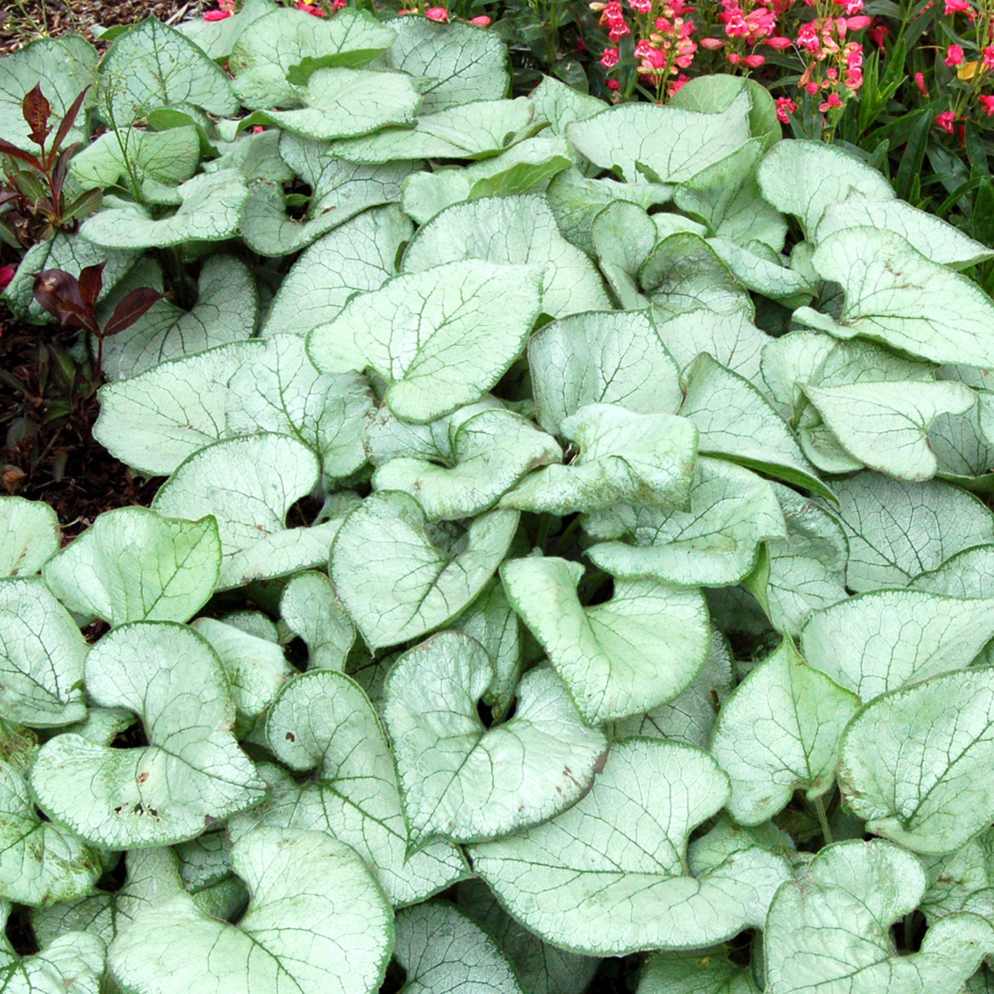 Brunnera Looking Glass