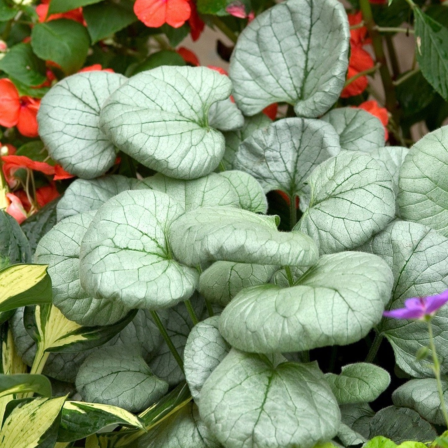 Brunnera Looking Glass