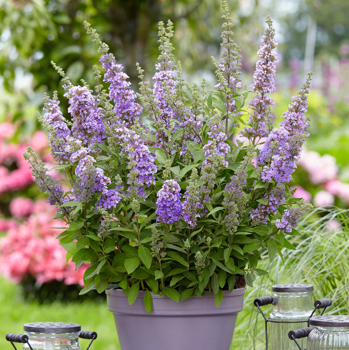 Buddleia High Five Purple