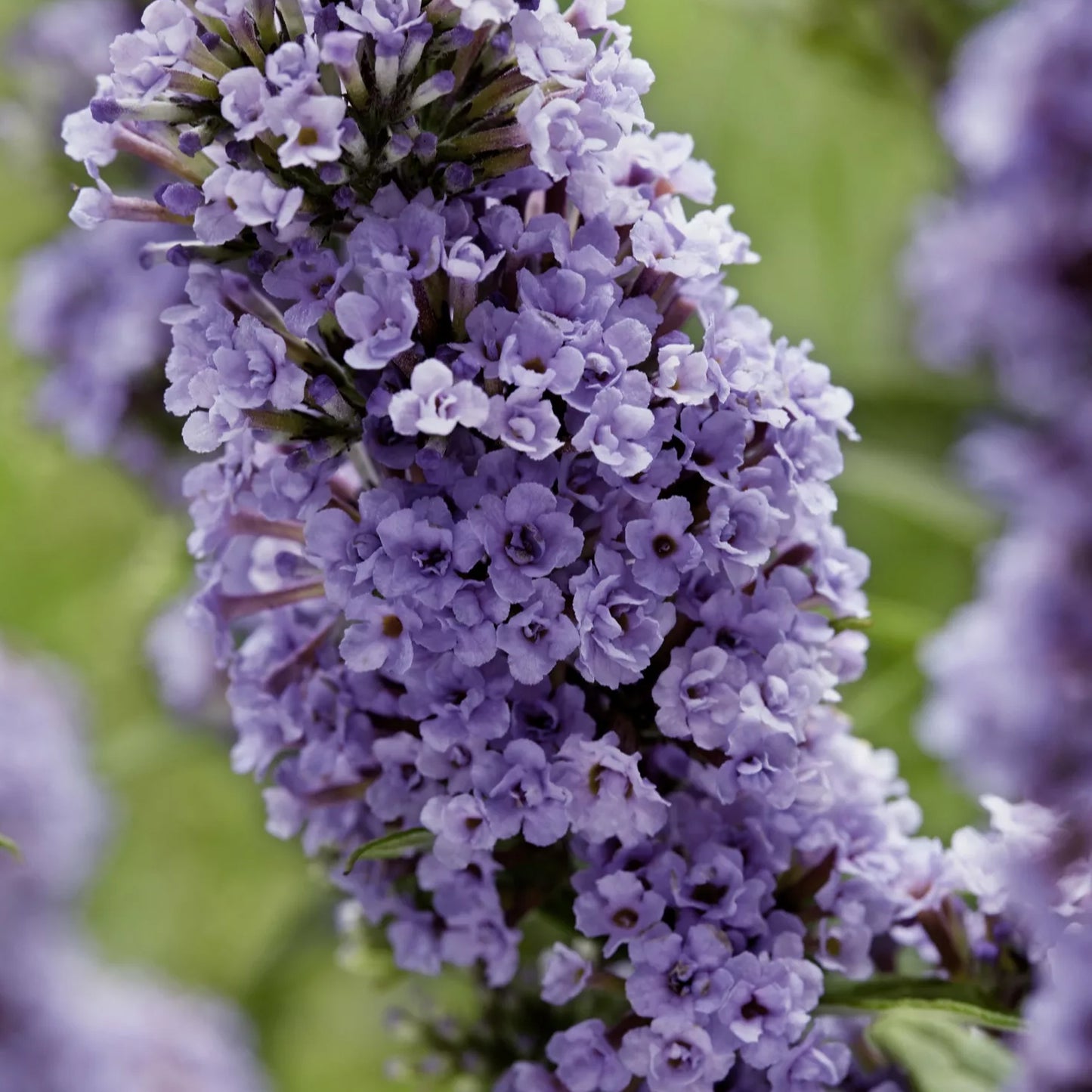 Buddleia High Five Purple