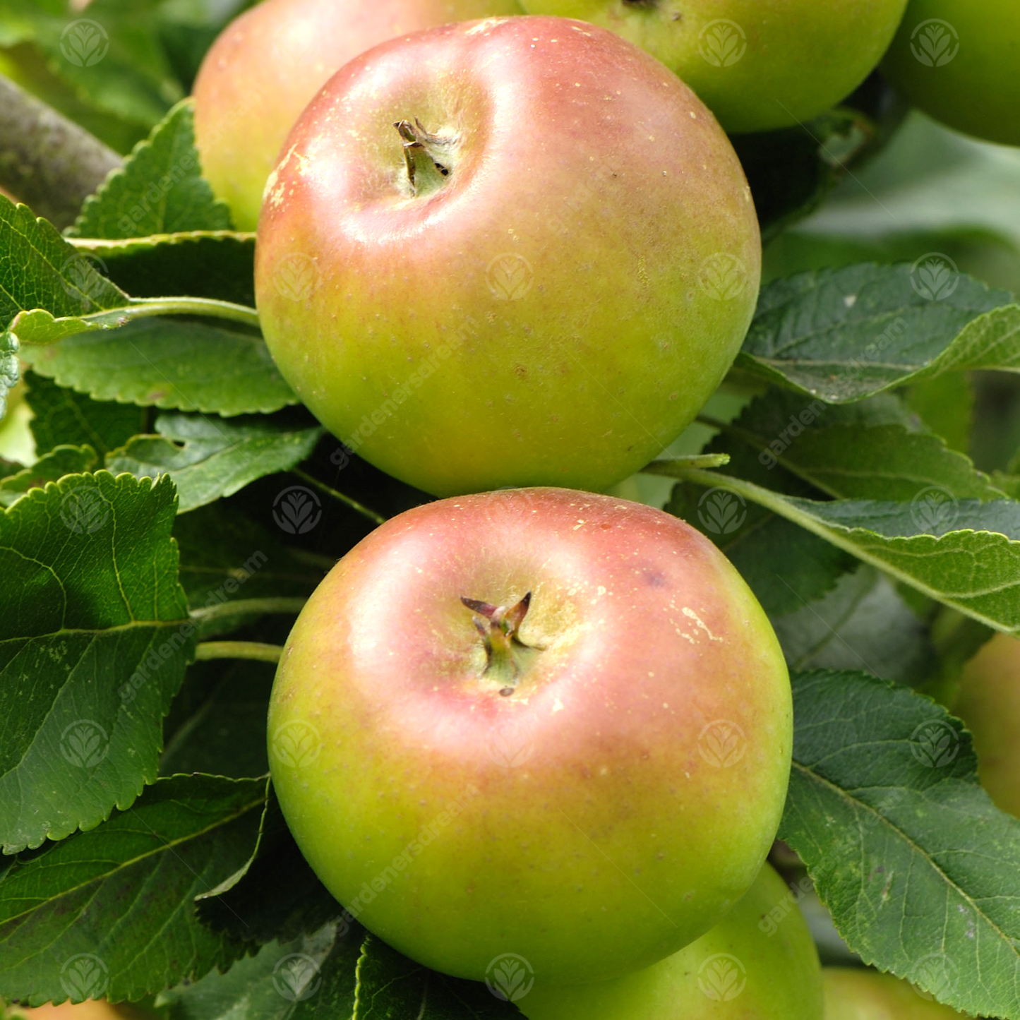 Apple Sunset (12L, 4-5ft)