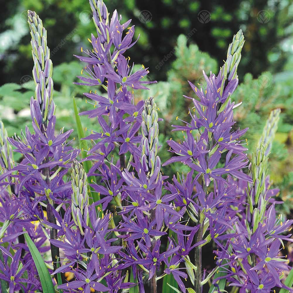 Camassia Leichtlinii Caerulea -MASTER-