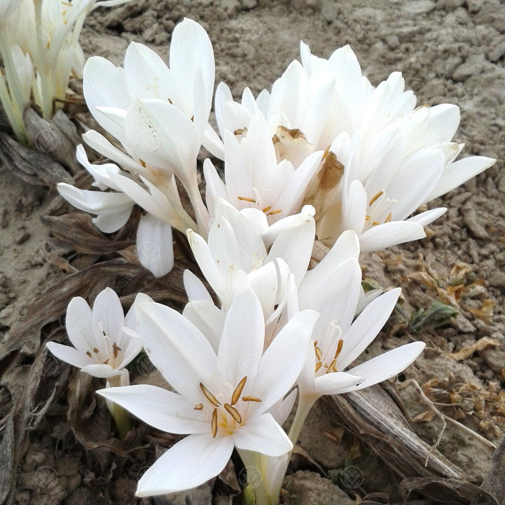 Crocus Colchicum Autumnale Album -MASTER-