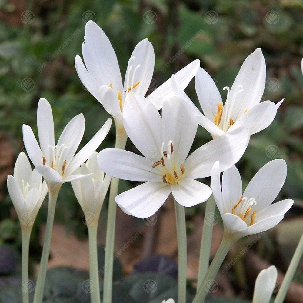 Crocus Colchicum Autumnale Album -MASTER-