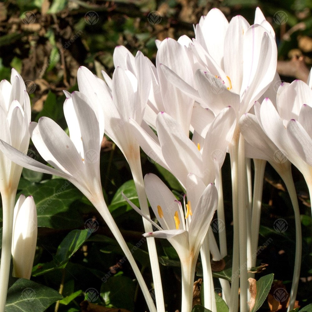 Crocus Colchicum Autumnale Album -MASTER-