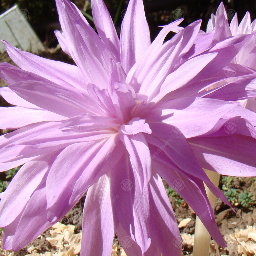 Crocus Colchicum Waterlily -MASTER-
