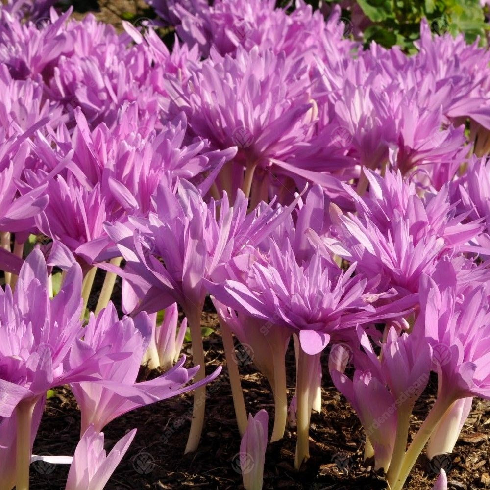 Crocus Colchicum Waterlily -MASTER-