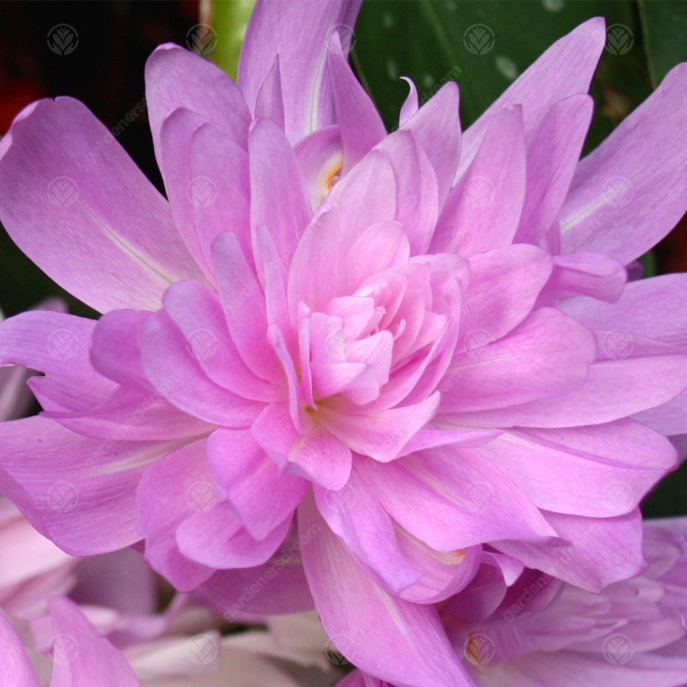 Crocus Colchicum Waterlily -MASTER-