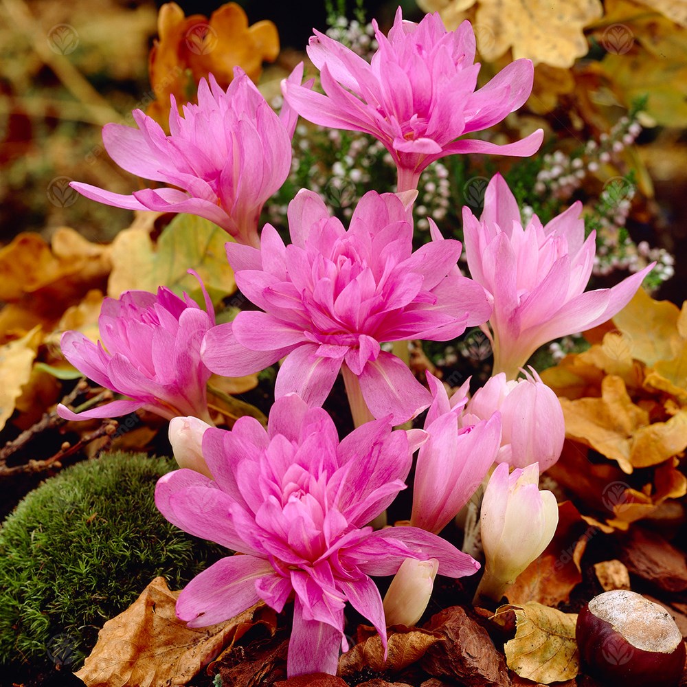 Crocus Colchicum Waterlily -MASTER-
