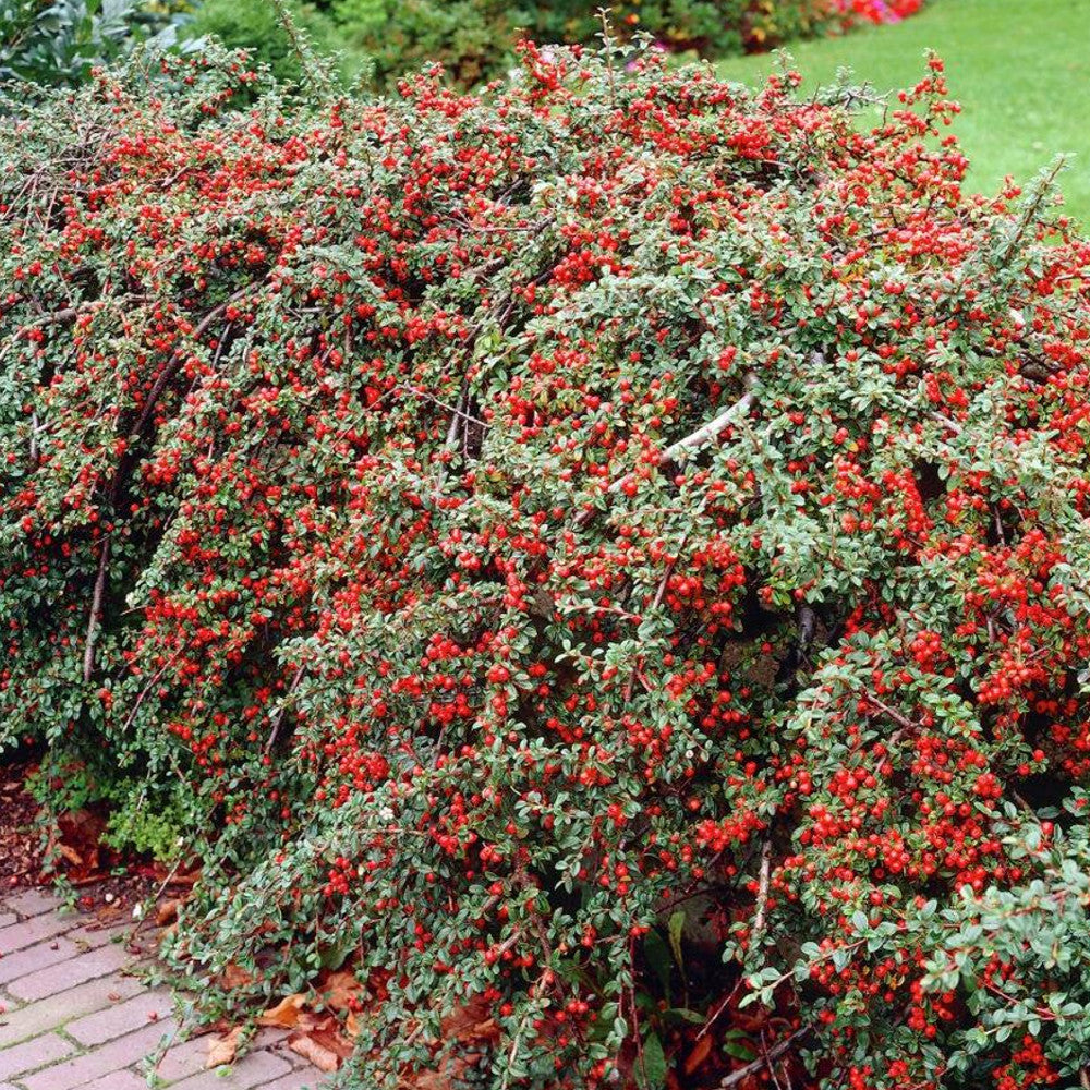 Cotoneaster Horizontalis