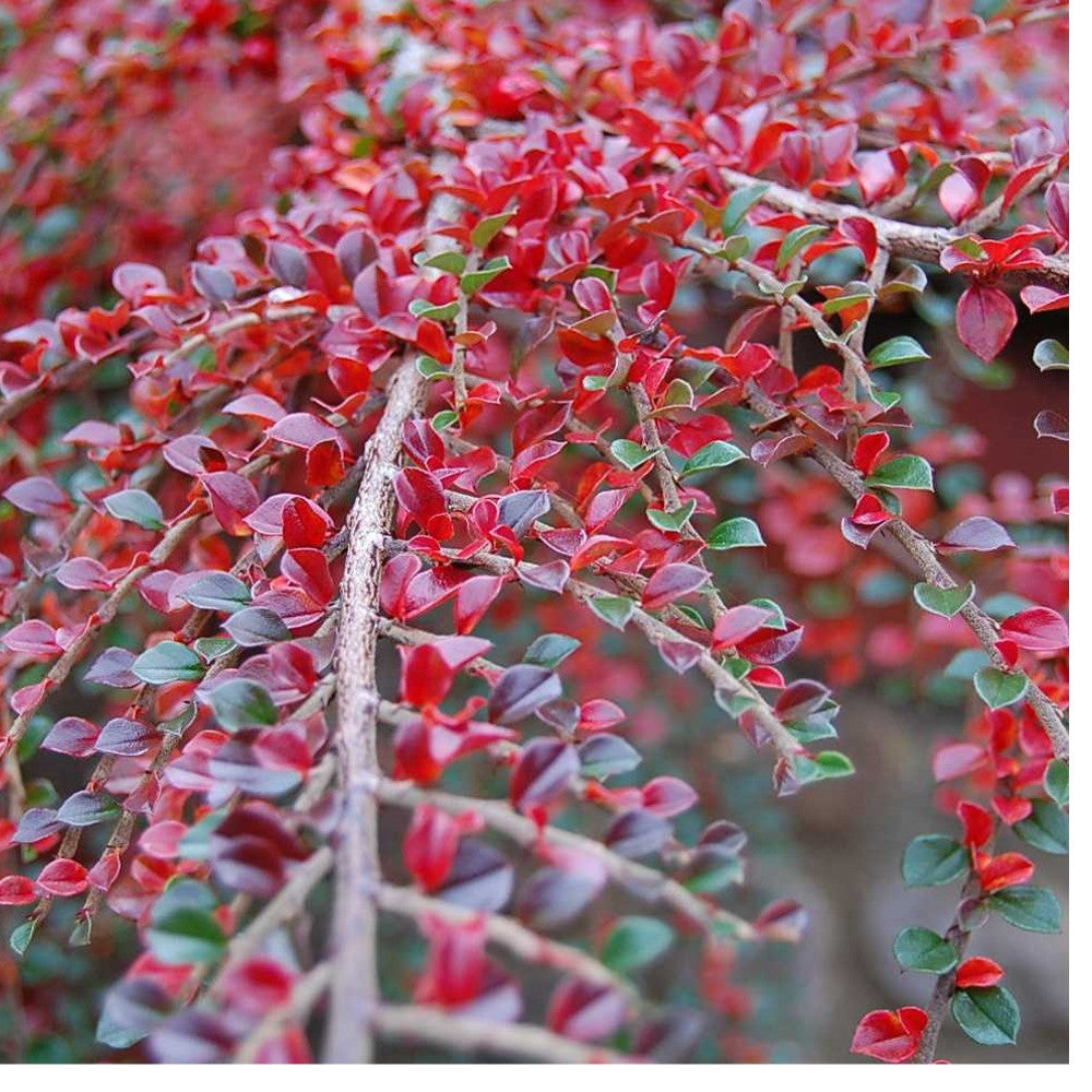 Cotoneaster Horizontalis