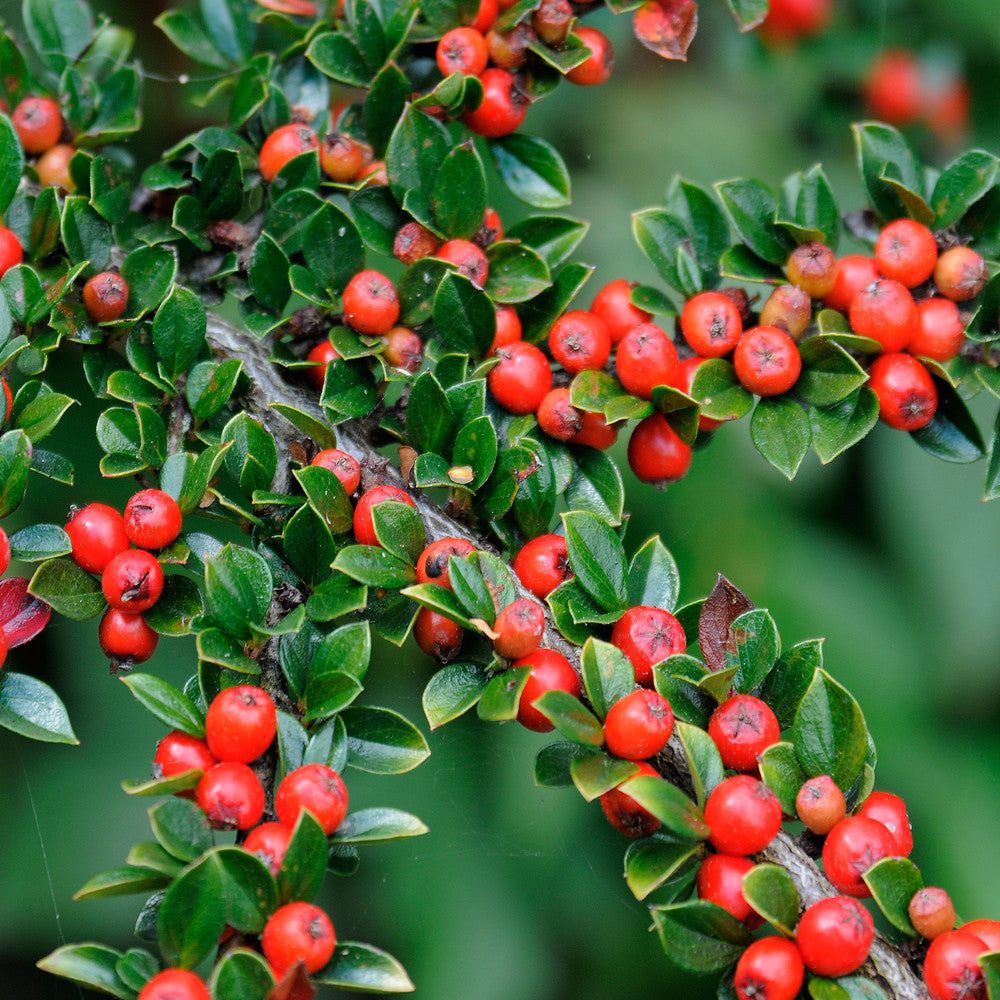 Cotoneaster Horizontalis